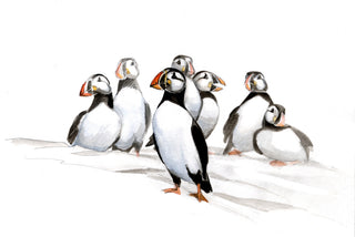 Atlantic puffin standing on a cliff in Iceland