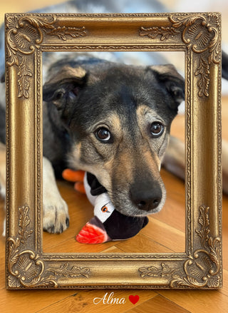 Puffin Dog Toy, Store Exclusive