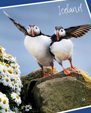 Puzzle box with puffins on a rock and flowers, featuring the brand 'Iceland'.