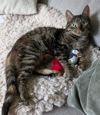 A brown tabby cat lies on a fluffy cream shag rug on a sofa, holding a small red plush toy and looking toward the camera. A gray blanket and pillows are visible in the background.
