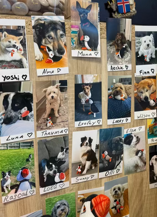 Puffin Dog Toy, Store Exclusive