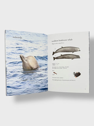 Iceland whale species illustrated book